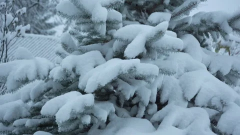 Close-up of spruce tree branches covered in thick white snow in winter forest. Stock-Footage 331350086