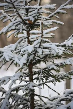 Close-up of spruce tree branches covered with fresh snow in a winter forest. Stock Photos