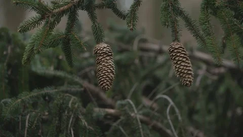Close up of spruce tree branches Stockbeeldmateriaal 92890025