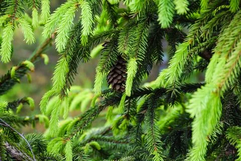 Close-up of spruce tree branches with fresh bright green new growth Stock Photos
