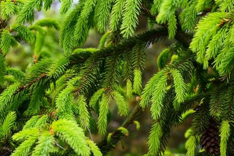 Close-up of spruce tree branches with fresh bright green new growth Stockfoto's