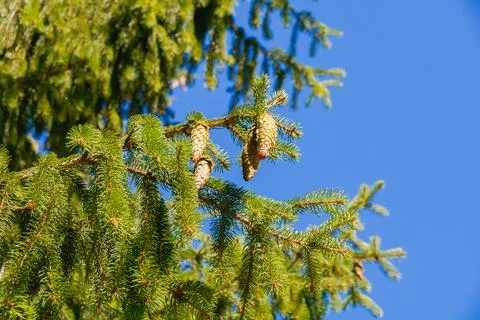 Close-up of spruce tree branches with pine cones hanging under bright sunli.. Stock Photos