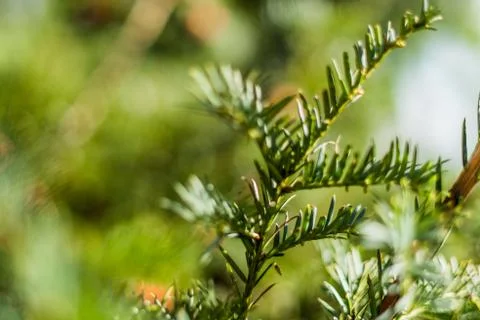 Close up of spruce tree with shallow depth of field Stock Photos