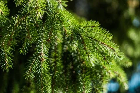 Close up of spruce tree with shallow depth of field Stock-Fotos