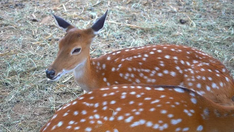 Close up sptted deer or axis deer some time also known as the chital or cheetal, Stock Footage 107195842