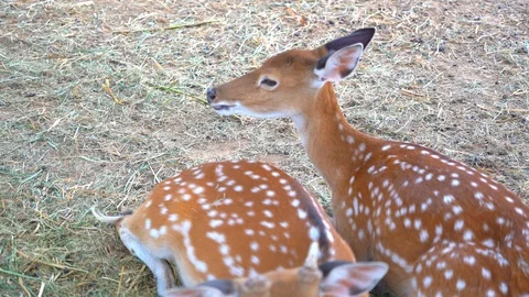 Close up sptted deer or axis deer some time also known as the chital or cheetal, 库存影片 107196798