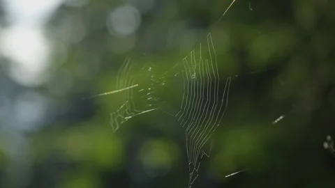 Close up of spyder web in the sun Stock Footage 118829653