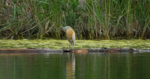 Close up of Squacco heron Stock Footage 130593125