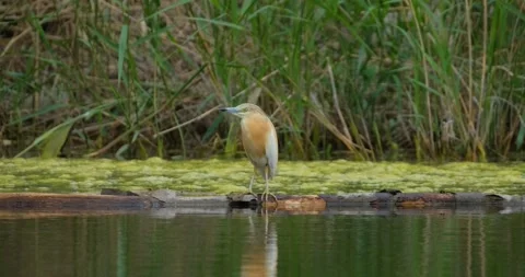 Close up of Squacco heron Stock Footage 130593156