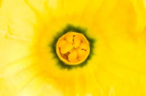 Close Up of Squash Flower. Stock Photos