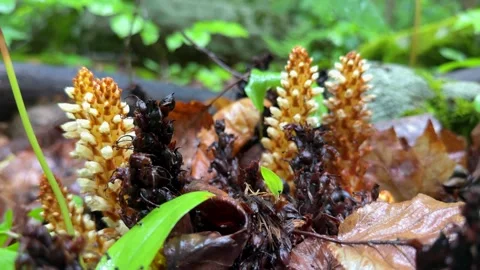 Close Up of Squawroot Wildflower Growing on Forest Floor 1 Stock Footage 340581157