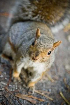 Close-up of a squerrel 스톡 사진
