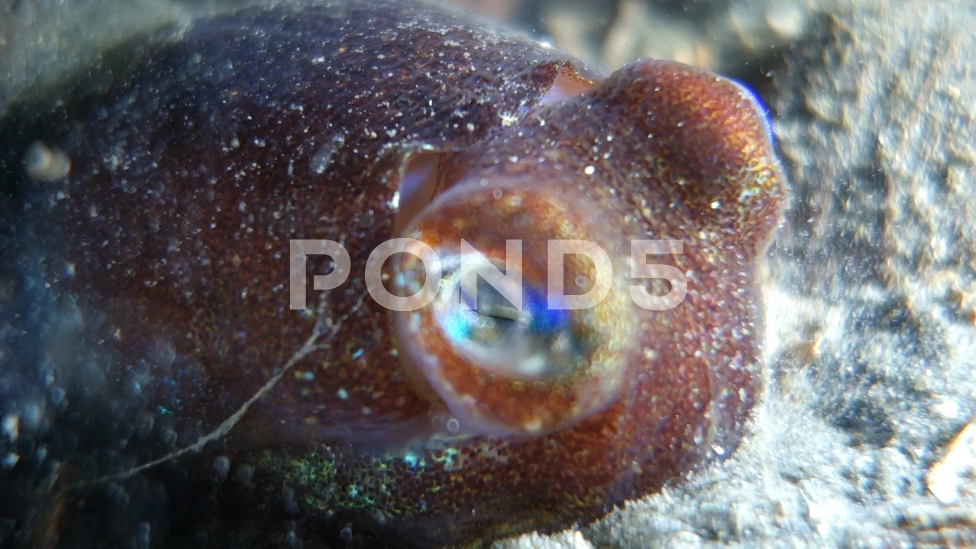 Close-Up: Squid Laying in the Sand of th, Stock Video