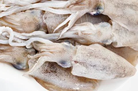 Close up of squid Stock Photos