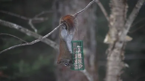 Close Up Of A Squirrel On A Bird Feeder In Winter 库存影片 71587044