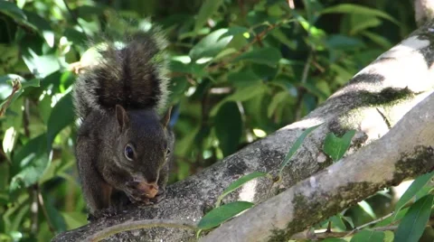 Close of squirrel on the branch of a tree eating a nut Stock Footage 55194862