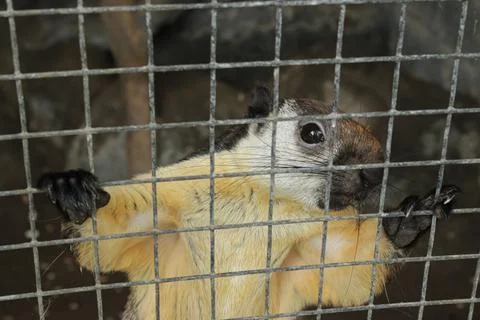 Close-up of a Squirrel in a Cage Stockfoto's