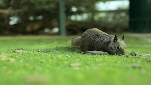 Close up of squirrel in California park Stock Footage 92446511
