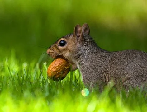 Close up squirrel carrying a walnut Stock Photos