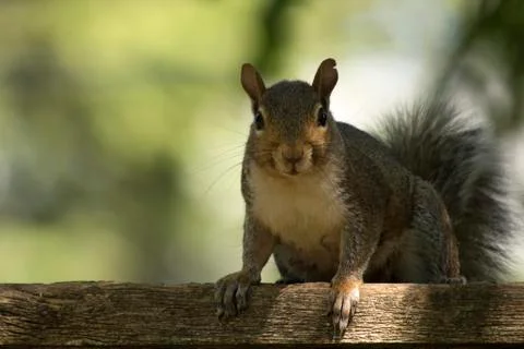 Close up of Squirrel, Chipmunk, Rodent Stock Photos