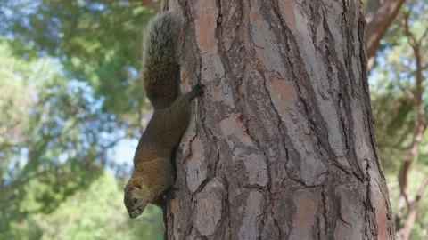 Close-up of a squirrel climbing down a pine tree trunk, Juan-les-Pins, France Stock Footage 344822782