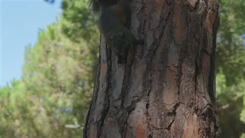 Close-up of a squirrel climbing down a pine tree trunk, Juan-les-Pins, France Stock Footage 344822783