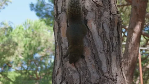 Close-up of a squirrel climbing down a pine tree trunk, Juan-les-Pins, France Stock Footage 344822801