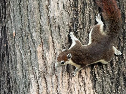 Close up Squirrel is Climbing on Tree Bark Stock Photos