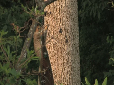Close Up of a Squirrel Climbing a Tree in New England Stock Footage 127408918