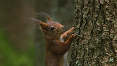 Close up of a squirrel clinging to a tree trunk while looking directly at the ca Stock Footage 324797040