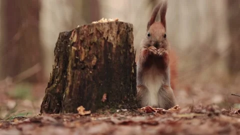 Close-up of a squirrel cutely eating a walnut while looking at the camera 스톡 동영상 232673789