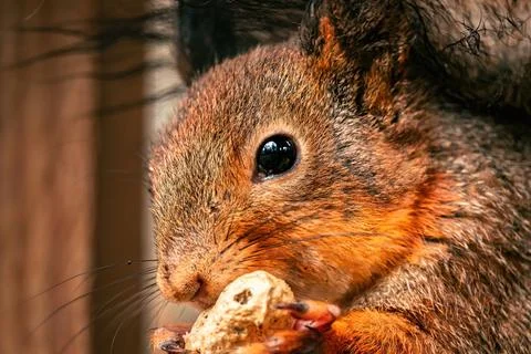 Close up squirrel eat a nut on a tree branch. Spring in Eastern Europe Foto stock