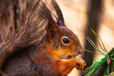 Close up squirrel eat a walnut on a tree branch Stock Photos
