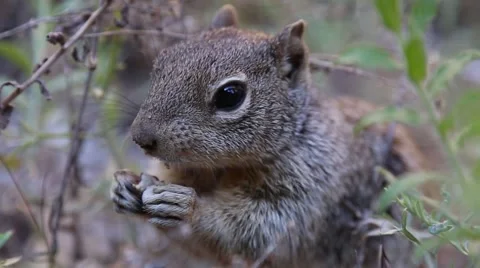 Close Up of Squirrel Eating Stock Footage 50869369