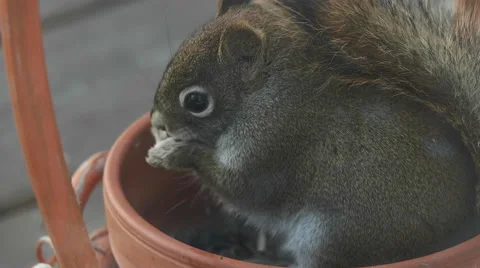 Close Up of Squirrel Eating. Stock-Footage 58632220