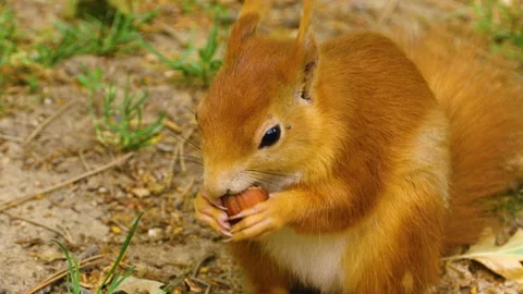 Close up of squirrel eating Stock Footage 131384189