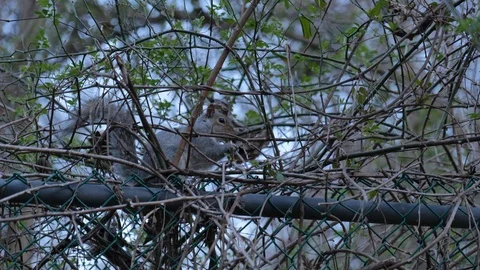 Close up of squirrel eating a nut on a chainlink fence in forest Stock-Footage 127189021