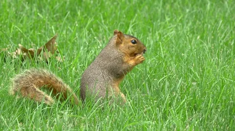 Close-up of squirrel eating a nut Vídeo Stock 54902648