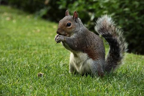 Close-up of a squirrel eating a nut on the grass of a lawn in a city park in  Stock Photos