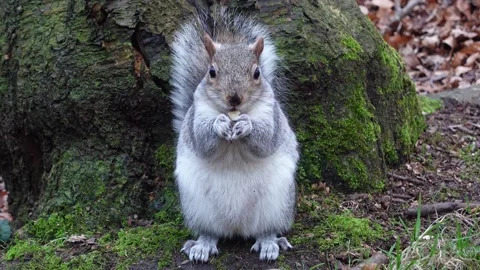 Close-up of squirrel eating a nut in the park 動画素材 334193748