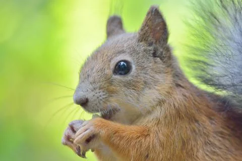 Close-up of squirrel eating a nut Stock Photos