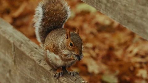 Close-Up of a Squirrel Eating in a Park Stockbeeldmateriaal 304730356