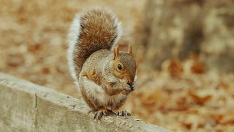 Close-Up of a Squirrel Eating in a Park Stockbeeldmateriaal 304730366