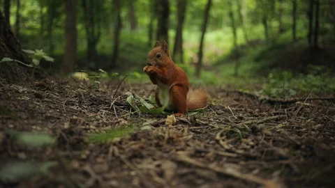 Close up squirrel eating on park funny mammal nature red rodent brown fluffy Stock Footage 92301153