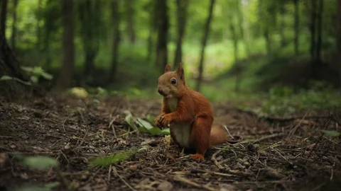 Close up squirrel eating on park funny mammal nature red rodent brown fluffy Stock Footage 92301290