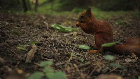 Close up squirrel eating on park funny mammal nature red rodent brown fluffy Stock Footage 92301336
