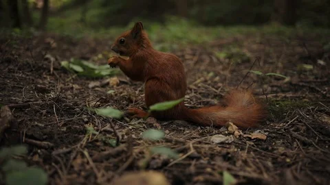 Close up squirrel eating on park funny mammal nature red rodent brown fluffy Video stock 92301408
