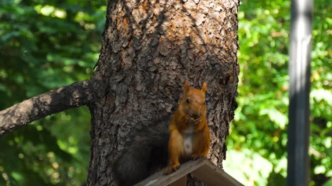 Close-up of squirrel eating peanut Stock Footage 303190809