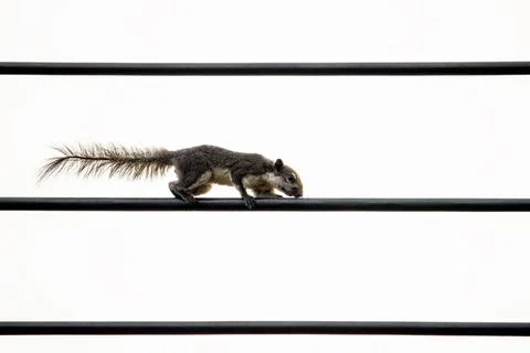 Close-up Squirrel on Electric Wire Isolated on Clear Sky Stock Photos