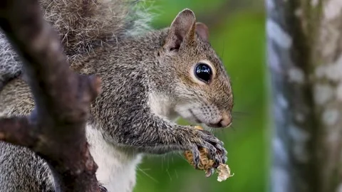 Close-Up of Squirrel Enjoying a Peanut Feast on a Tree Branch Stock Footage 261214627